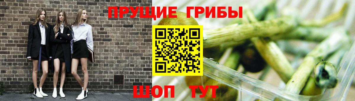 закладка  Псилоцибиновые грибы прущие грибы  Вход с VPN  Братск 